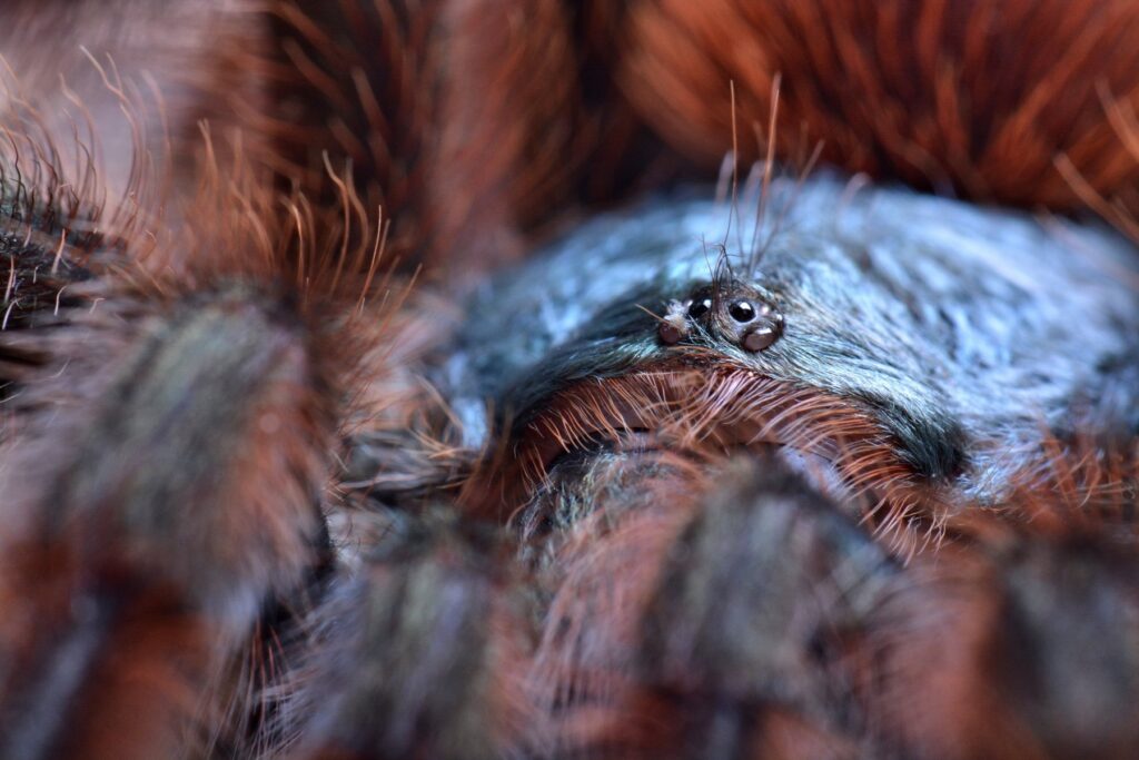 Zbliżenie na oczy dorosłego osobnika Caribena versicolor.