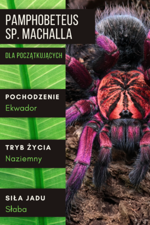 Pamphobeteus sp. Machala L1 | L2