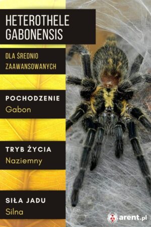 Heterothele gabonensis 1,5-2 dc (samica)
