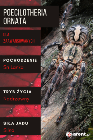 Poecilotheria ornata L1