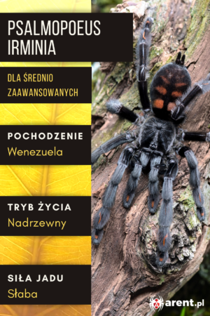 Psalmopoeus irminia L2