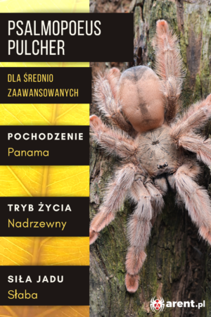 Psalmopoeus pulcher L2