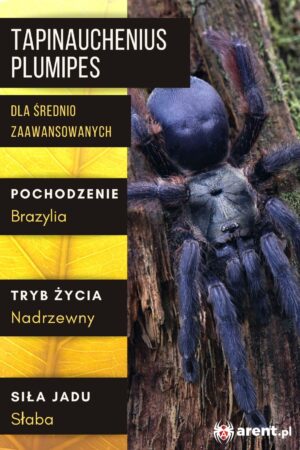 Tapinauchenius plumipes L1