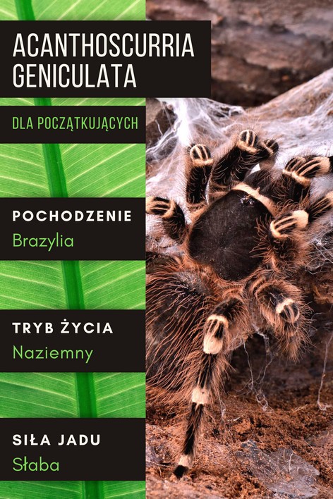 Acanthoscurria geniculata – podstawowe informacje