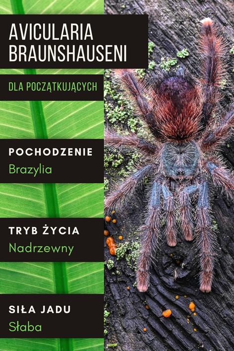 Avicularia braunshauseni – podstawowe informacje