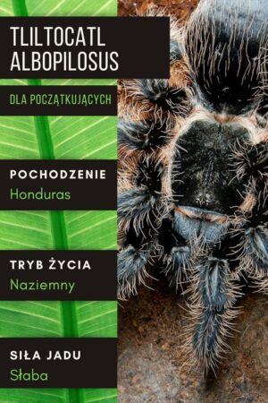 Tliltocatl albopilosus Honduras – podstawowe informacje