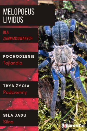 Melopoeus (ex. Cyriopagopus) lividus L1 | L3