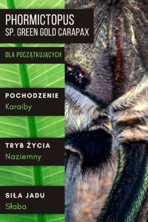 Phormictopus sp. Green Gold Carapax L1 | L3