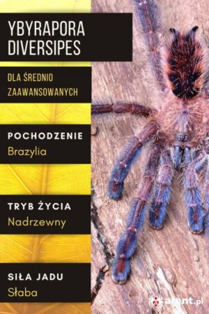 Ybyrapora diversipes L1