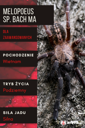 Melopoeus (ex. Cyriopagopus) sp. Bach Ma L5