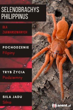 Selenobrachys (ex. Orphnaecus) philippinus L1