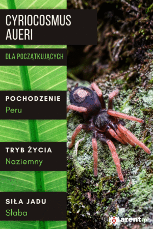Cyriocosmus aueri L2 | L3 | L4