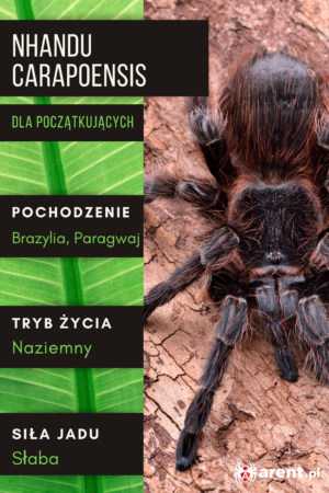 Nhandu carapoensis 2-2,5 dc (samiec)