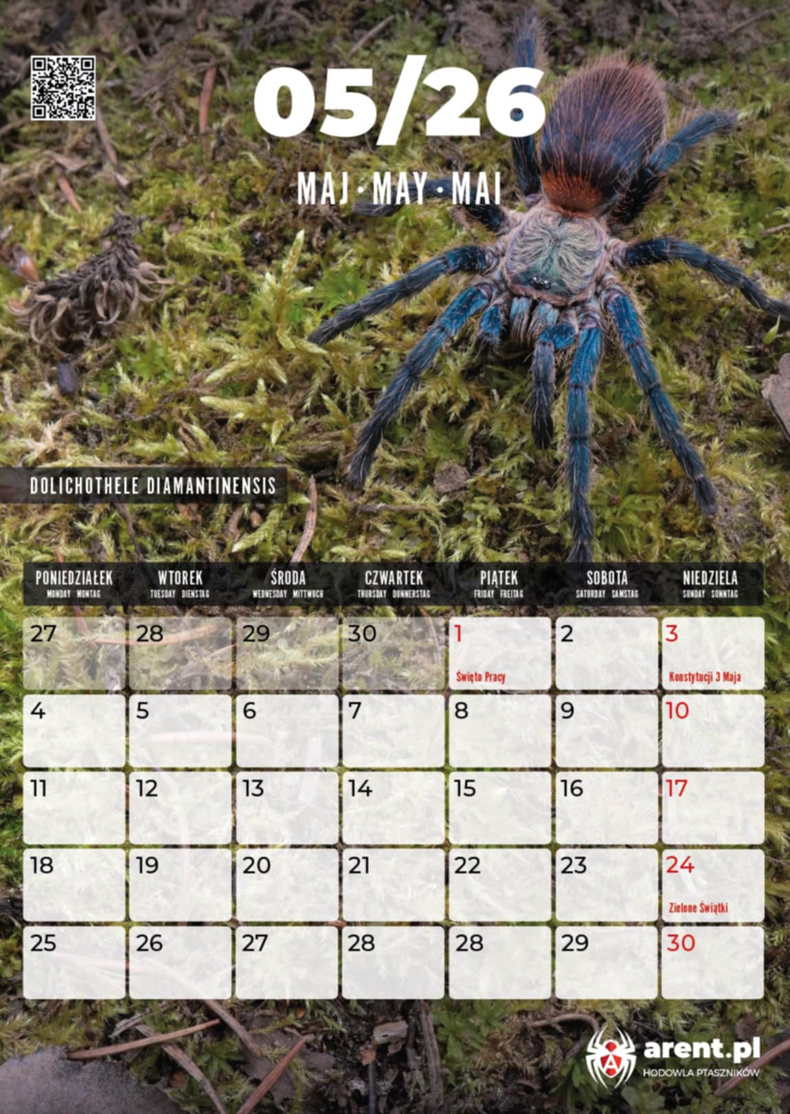 Kalendarz 2026 z ptasznikami PREORDER - obrazek 4