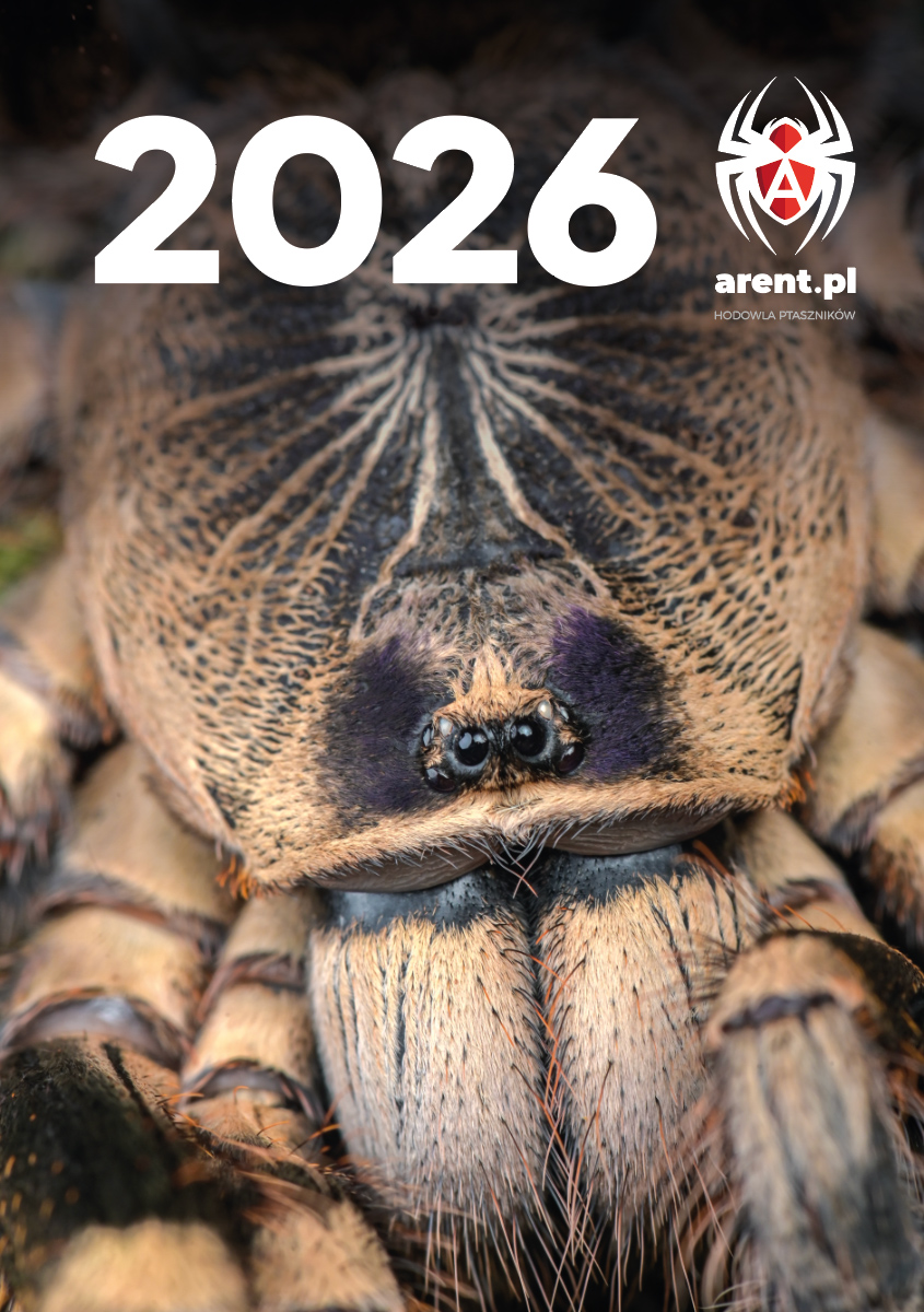 Kalendarz 2026 z ptasznikami PREORDER