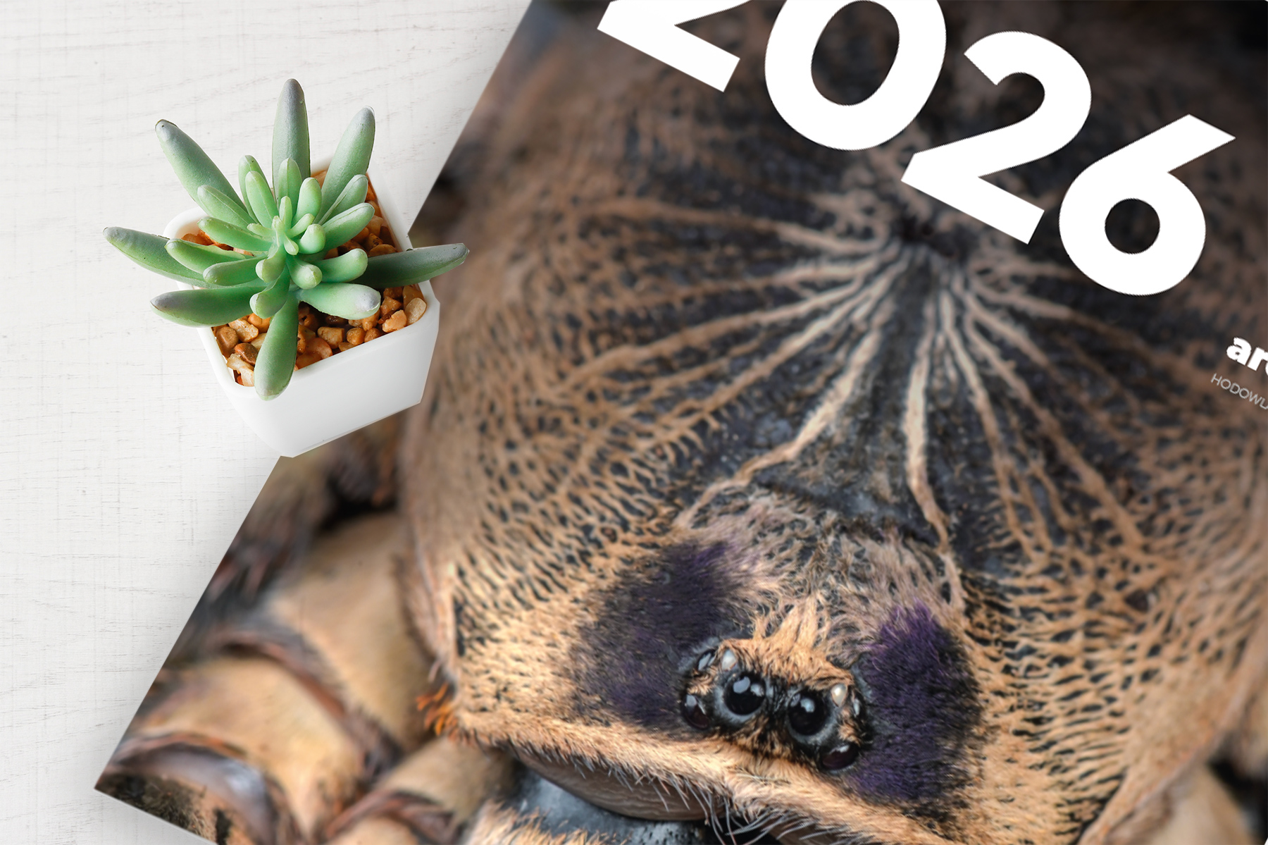 Kalendarz 2026 z ptasznikami PREORDER - obrazek 2