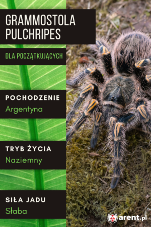 Grammostola pulchripes L3