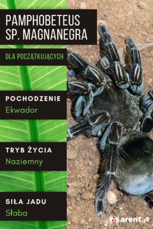 Pamphobeteus sp. Magnanegra L1