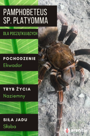 Pamphobeteus sp. Platyomma L1 | L3