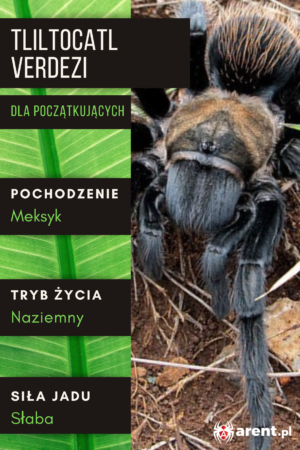 Tliltocatl verdezi 2-2,5 dc (samiec)