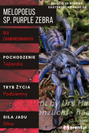 Melopoeus (ex. Cyriopagopus) sp. Purple Zebra L1
