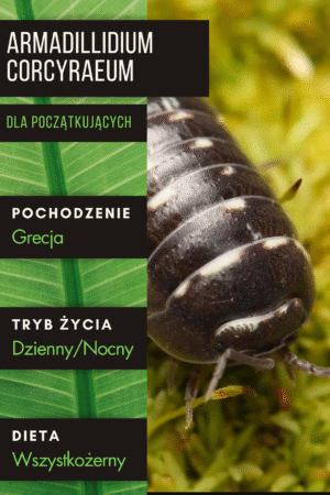 Armadillidium corcyraeum – isopody