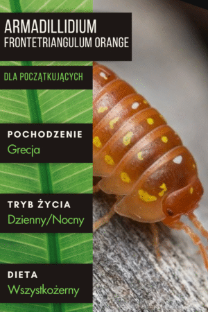 Armadillidium frontetriangulum orange – isopody