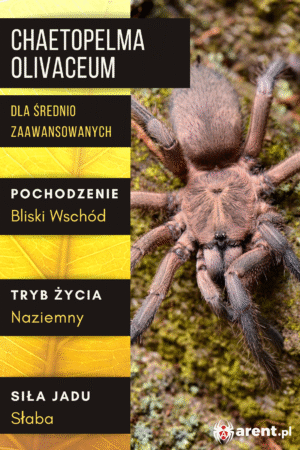 Chaetopelma olivaceum L2