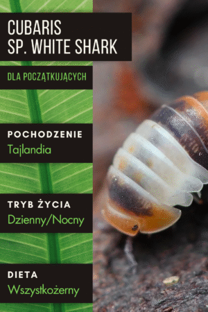 Cubaris sp. White shark – isopody