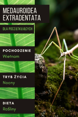 Medauroidea extradentata - Patyczak rogaty