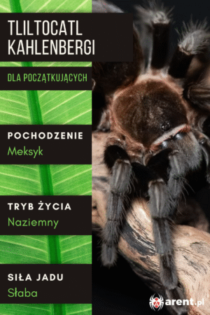 Tliltocatl kahlenbergi L1