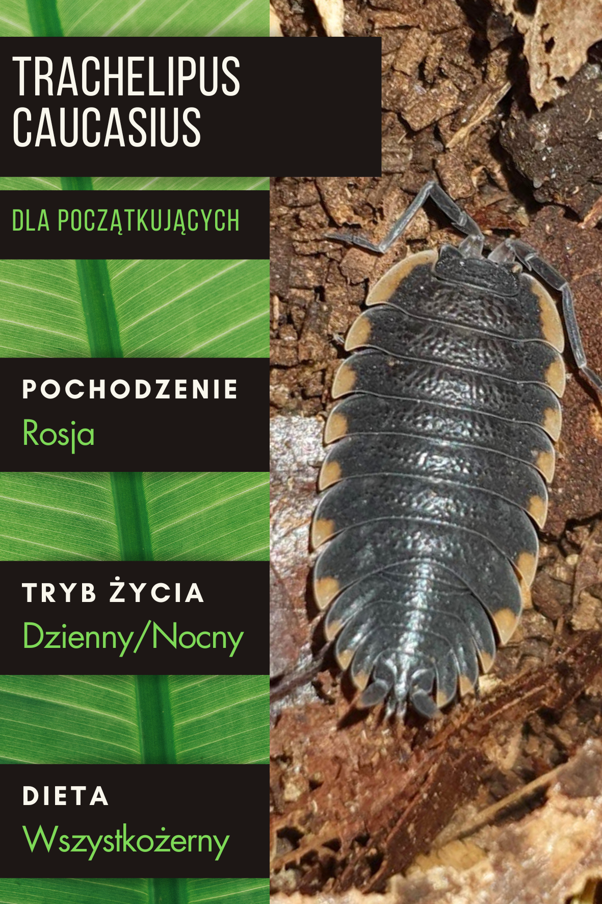 Trachelipus caucasius - isopody