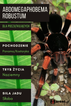 Abdomegaphobema mesomelas L1