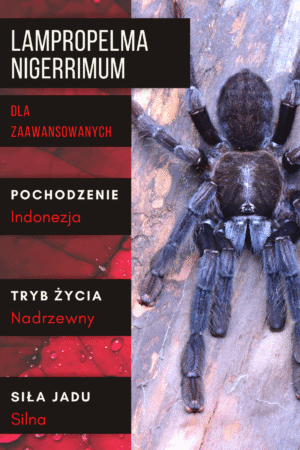 Lampropelma nigerrimum L1