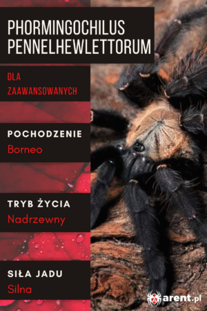 Phormingochilus pennelhewlettorum L3