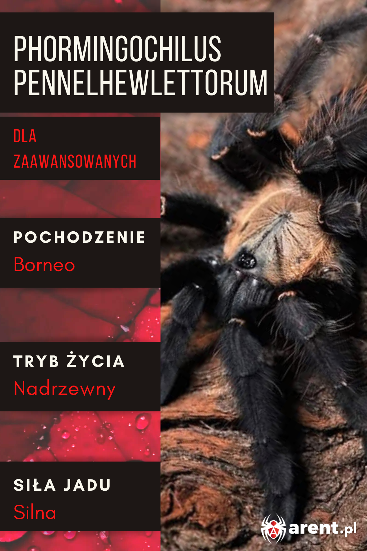 Phormingochilus pennelhewlettorum L3