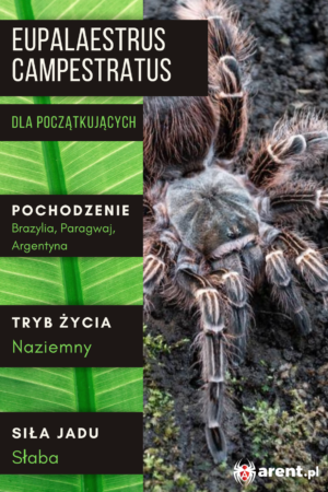 Eupalaestrus campestratus 2-2,5 (samica)