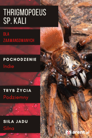 Thrigmopoeus sp. Kali L4