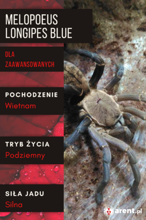 Melopoeus (ex. Cyriopagopus) longipes Blue L3
