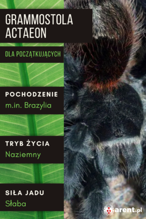 Grammostola actaeon L2