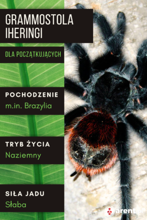 Grammostola iheringi L2