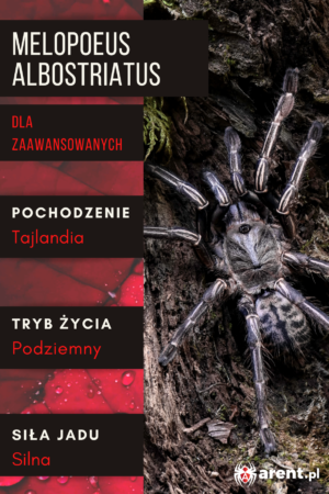 Melopoeus (ex. Cyriopagopus) albostriatus L1 | L3