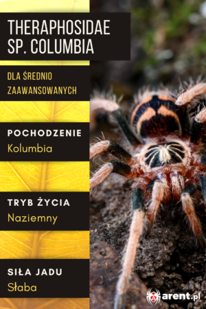 Theraphosidae sp. Columbia L3