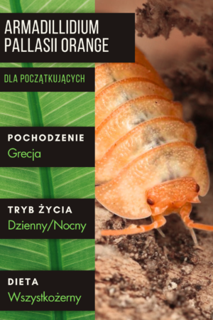 Armadillidium pallasii "Orange"