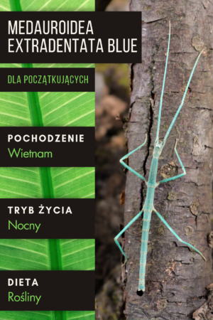 Medauroidea extradentata "Blue" - Patyczak rogaty