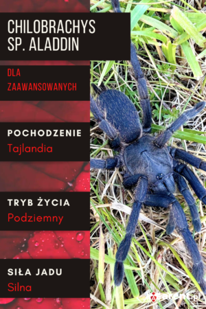 Chilobrachys sp. Aladdin L2