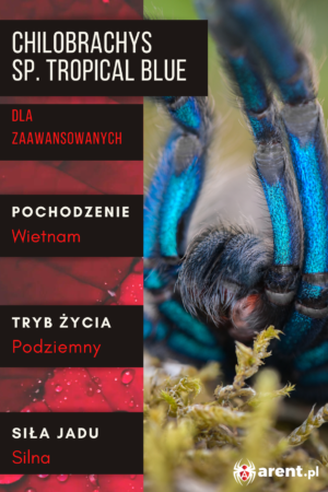 Chilobrachys sp. Tropical Blue L3