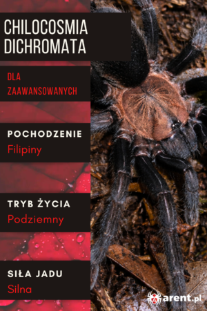 Chilocosmia dichromata L1