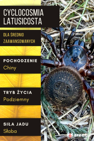 Cyclocosmia latusicosta L | XL