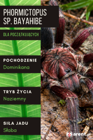 Phormictopus sp. Bayahibe L1 | L3